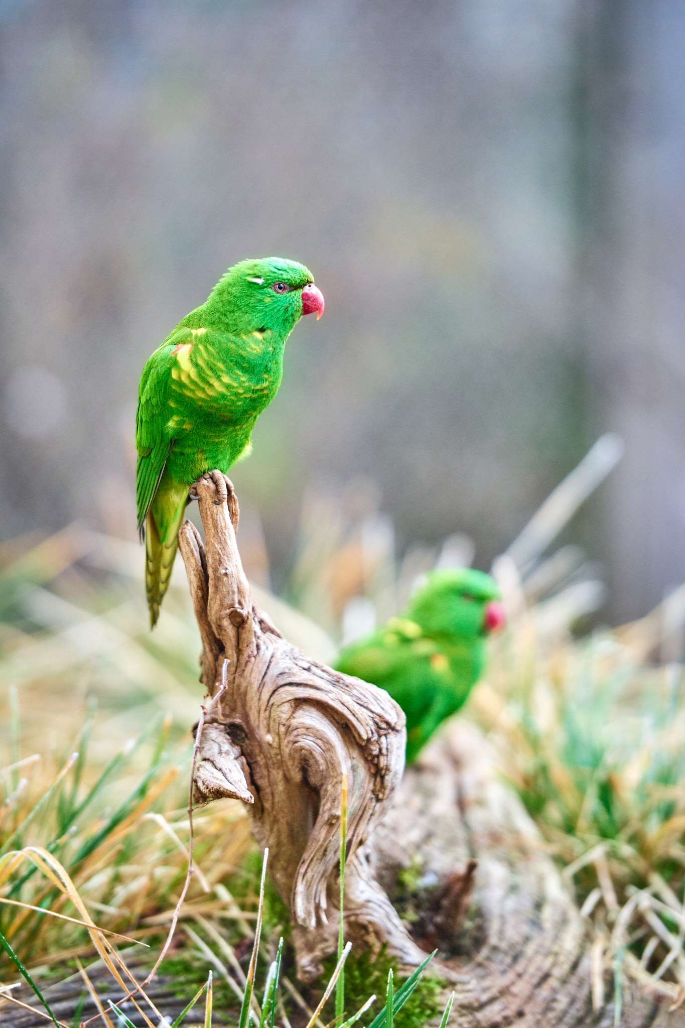 ZOO Praha
