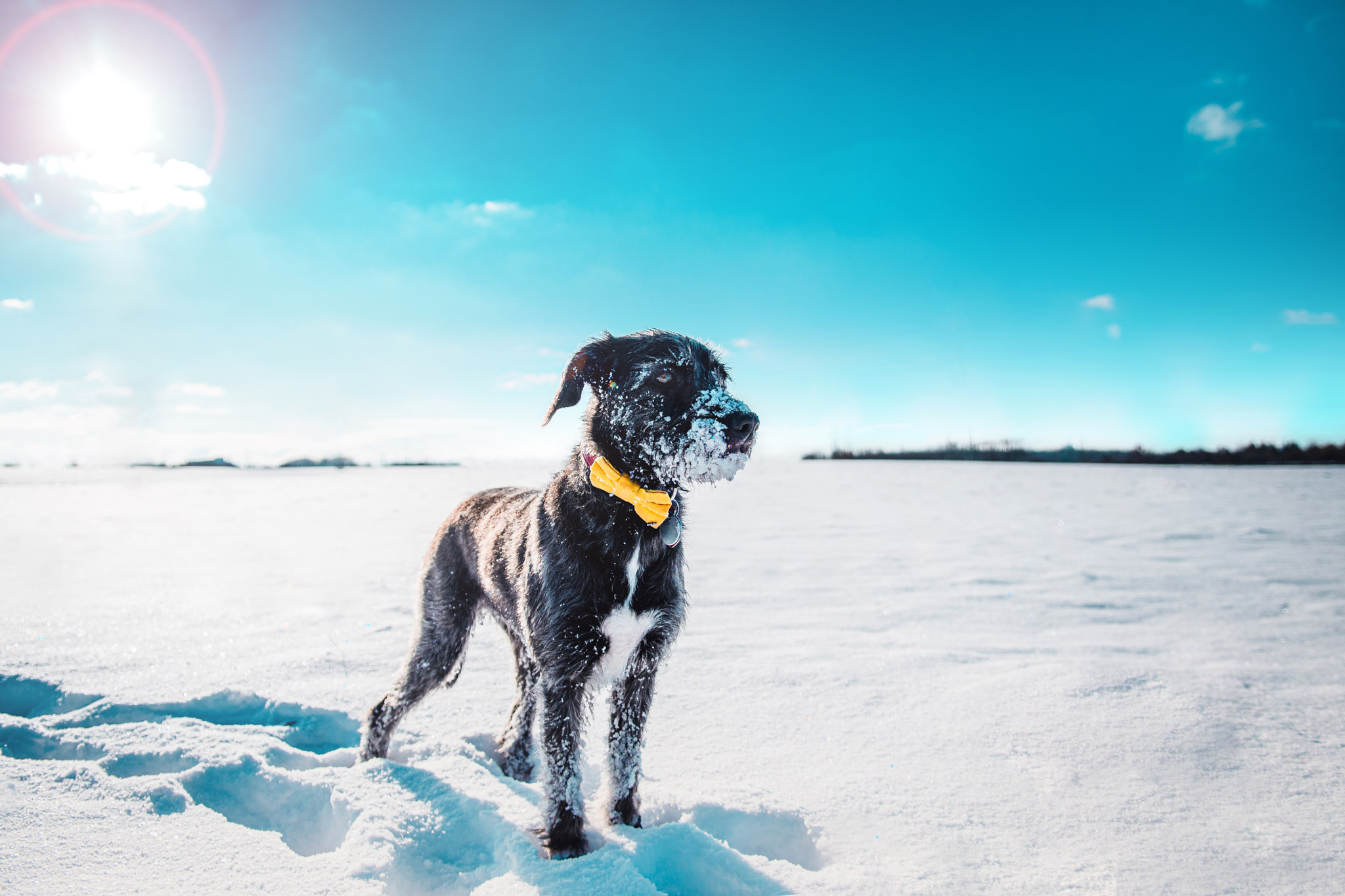 Focení s psím miláčkem